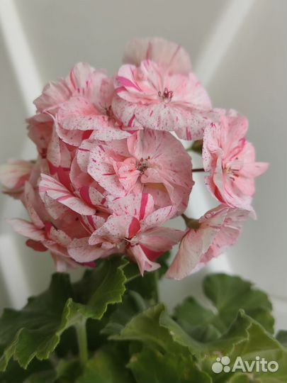 Пеларгонии укопененные черенки