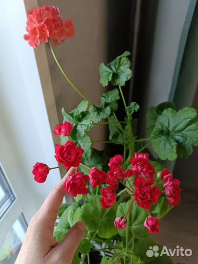 Пеларгония герань