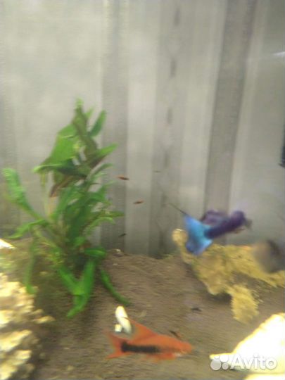 Гуппи сине зелёные.малахит