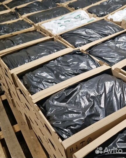 Сеянцы ели европейской зкс от производителя