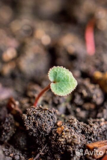 Семена цикламена, Гибискуса травянистого