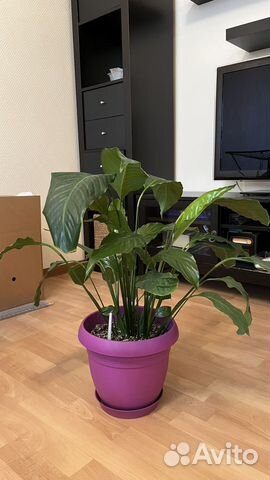 Спатифиллум, антуриум, фикус, Сансевиерия