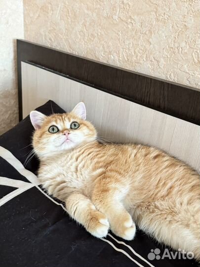 Британская золотая шиншилла ny24