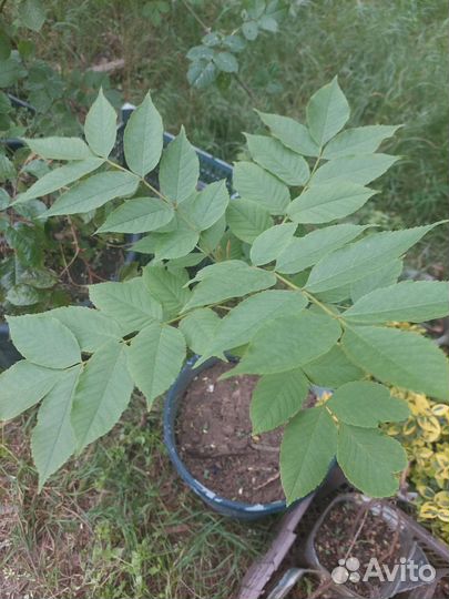 Ясень саженцы