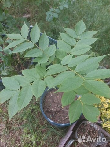 Ясень саженцы