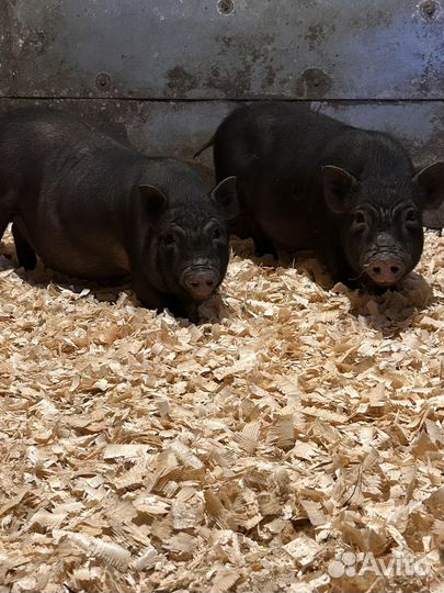 Козы, свиньи