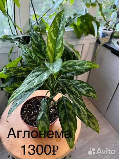 Комнатные растения