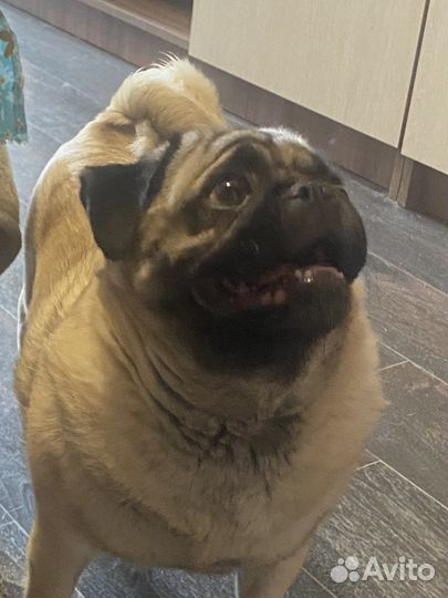 Щенки мопса