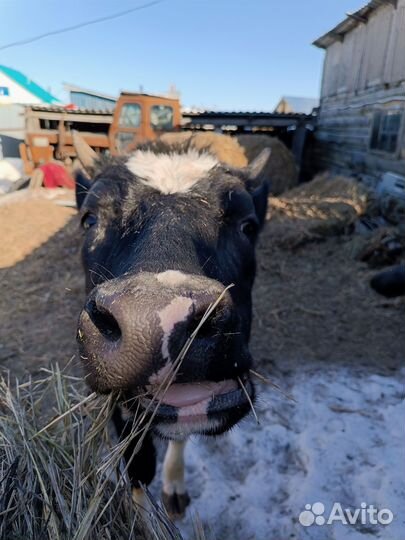 Стельная Телочка 1 год 2 месяца