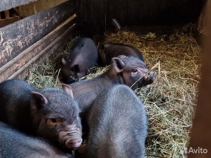 Вьетнамск вислобрюхий поросенок