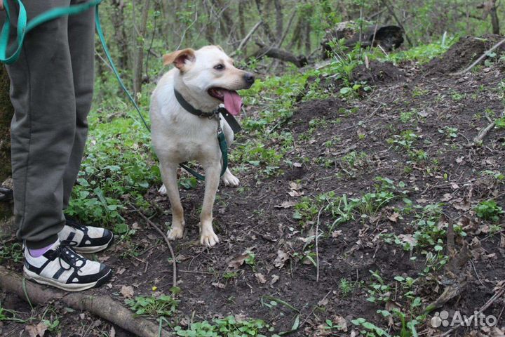 В добрые руки