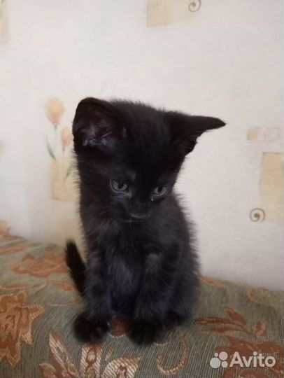 Чудесные черно-белые котята