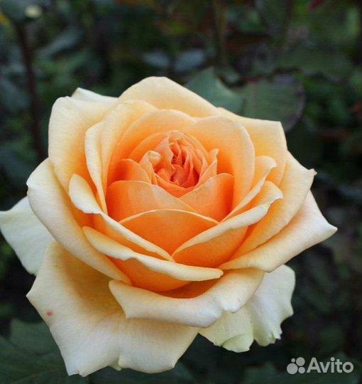 Саженцы роз