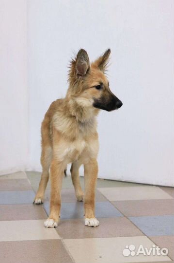 Щенок в поиске хозяев