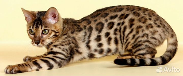 Бенгальская