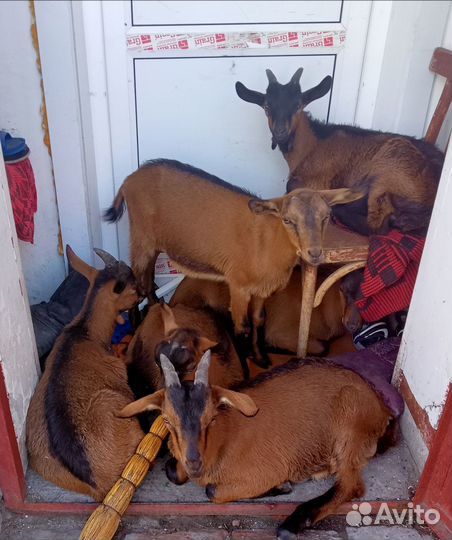 Козы и козлята продажа