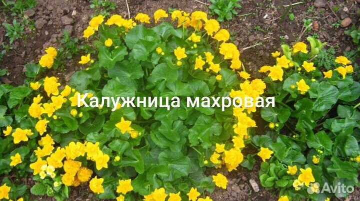 Анемона,калужница,роджерсия,мукдения,клопогон,бру