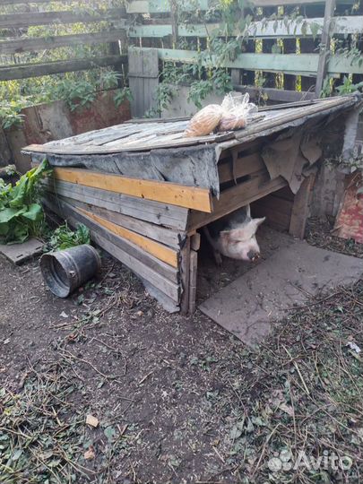 Поросенка продам