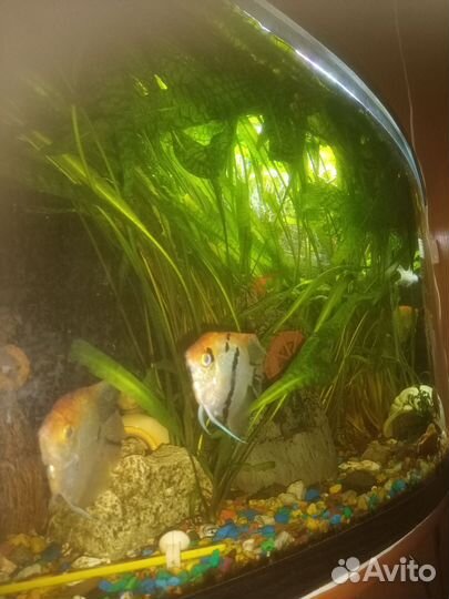 Аквариумные растения