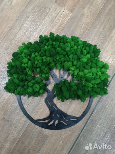 Мох стабилизированный оптом и в розницу