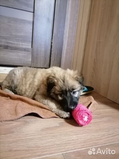 Щенки в дар