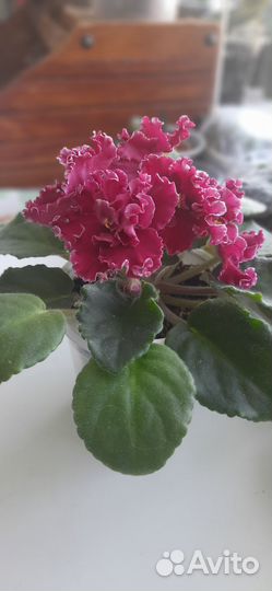 Фиалка лист на срез