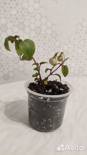 Комнатное растение фуксия Сесиль