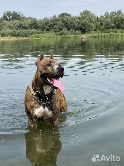 Стаффордширский терьер вязка