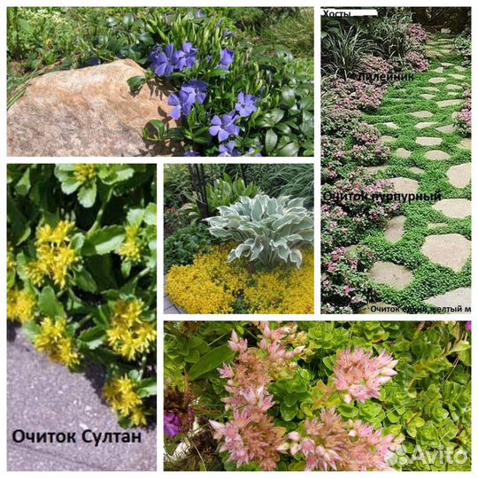 Очиток,седум,почвопокровные,барвинок