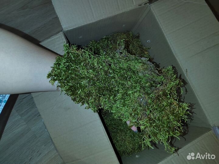 Стабилизированный мох оптом