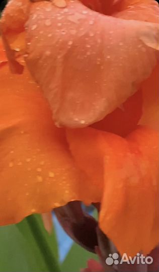 Канна клубни