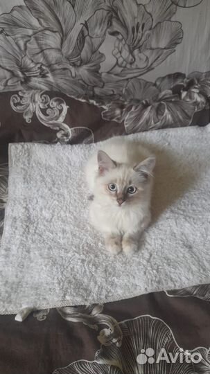 Красавчика в добрые руки