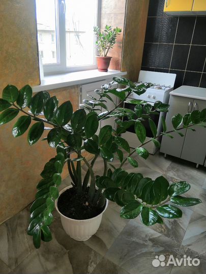 Замиокулькас