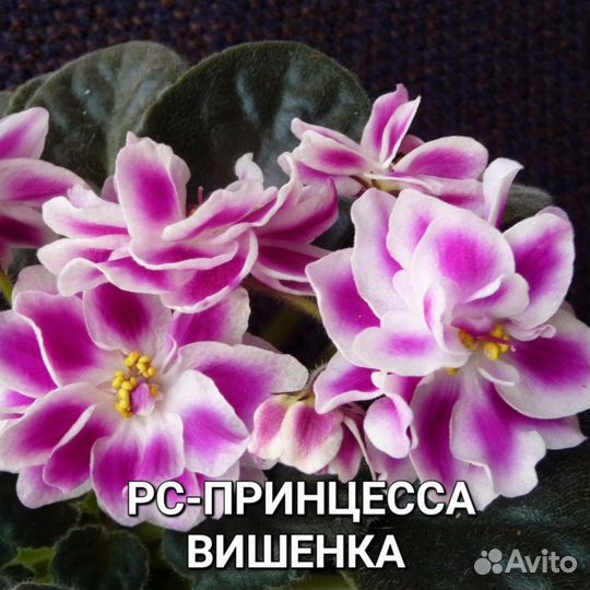 Фиалки сортовые