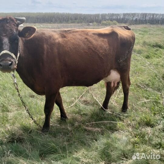 Корова высокоудойная