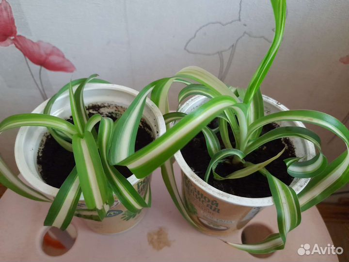 Хлорофитум кудрявый