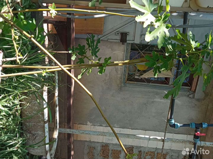 Грушевидный