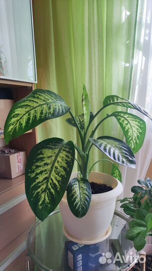 Диффенбахия