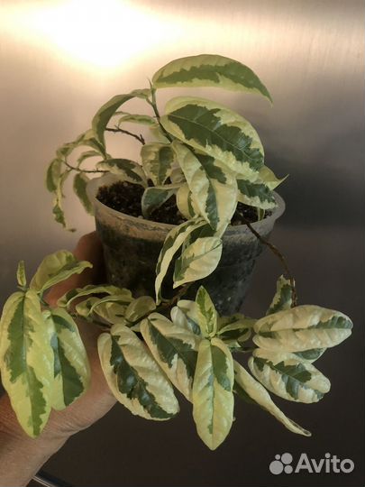 Сортовые фикусы