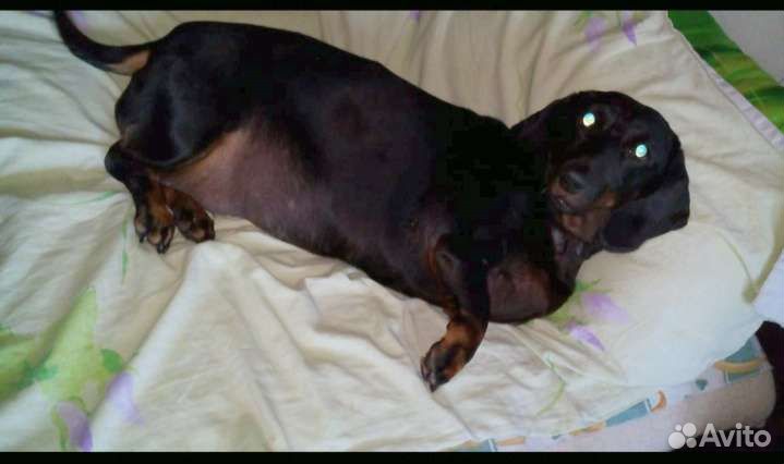 Передержка Собак