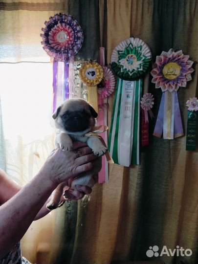 Мопсы щенки мальчики и девочка