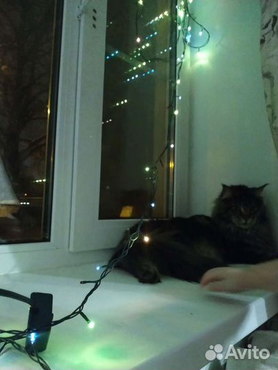 Передержка животных