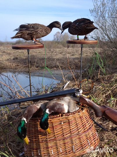 Подсадные, чубарые Селезни