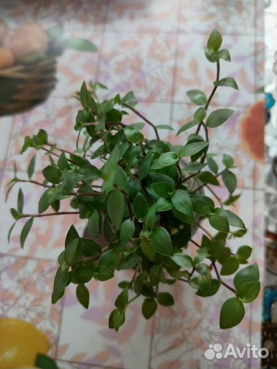 Домашние цветы