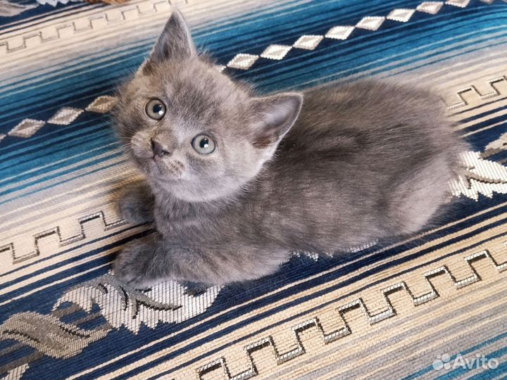 Британская кошечка