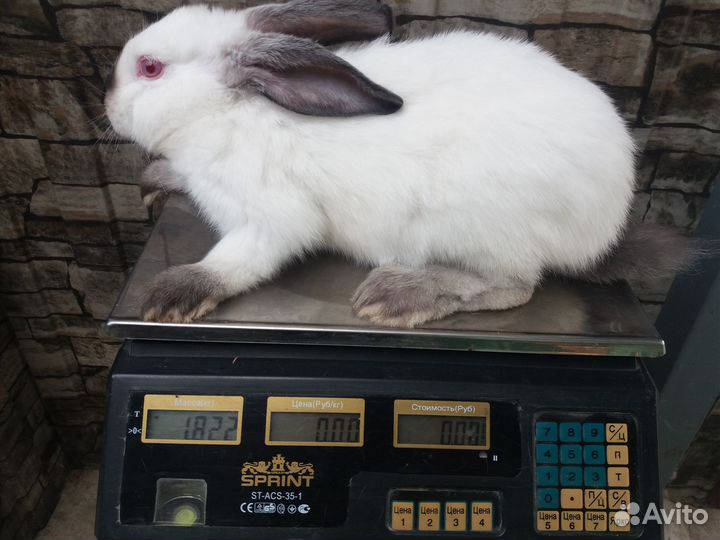 Калифорнийские кролики