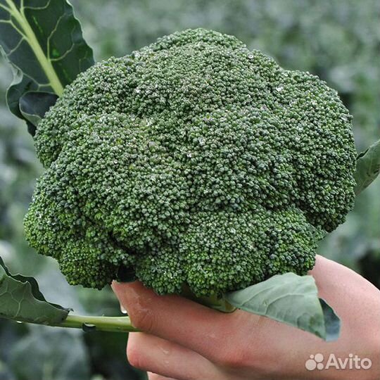 Семена Капусты 