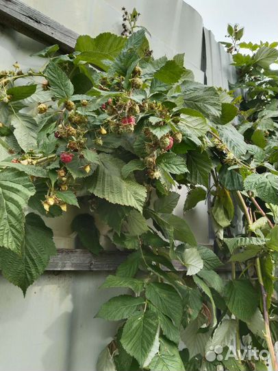 Саженцы малины