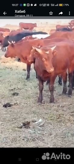 Бычки и телки от 6 месяцев