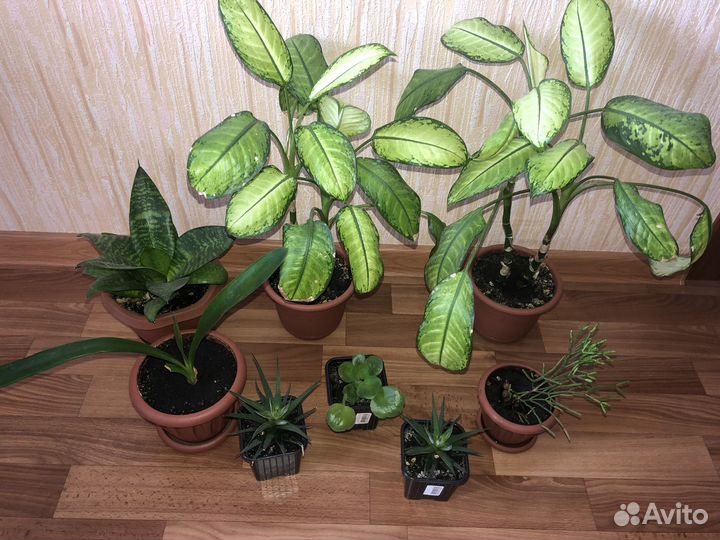 Домашние цветы